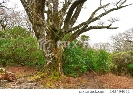 伊豆半島伊豆山脊步道:手比基頭的大山毛櫸樹 伊豆半島伊豆山脊步道:手比基頭的大山毛櫸樹 142494661