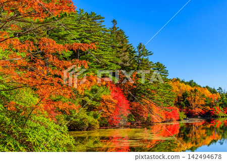 On a clear autumn morning, the blue sky and the autumn leaves on the opposite shore are reflected in the water of Shirakoma Pond's walking path, creating a mirror-like world. On a clear autumn morning, the blue sky and the autumn leaves on the opposite shore are reflected in the water of Shirakoma Pond's walking path, creating a mirror-like world. 142494678