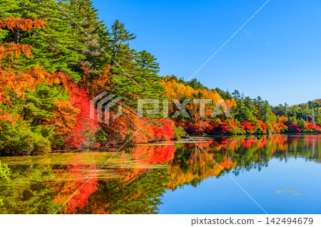 On a clear autumn morning, the blue sky and the autumn leaves on the opposite shore are reflected in the water of Shirakoma Pond's walking path, creating a mirror-like world. On a clear autumn morning, the blue sky and the autumn leaves on the opposite shore are reflected in the water of Shirakoma Pond's walking path, creating a mirror-like world. 142494679