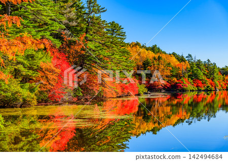 On a clear autumn morning, the blue sky and the autumn leaves on the opposite shore are reflected in the water of Shirakoma Pond's walking path, creating a mirror-like world. On a clear autumn morning, the blue sky and the autumn leaves on the opposite shore are reflected in the water of Shirakoma Pond's walking path, creating a mirror-like world. 142494684