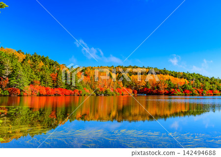 On a clear autumn morning, the blue sky and the autumn leaves on the opposite shore are reflected in the water of Shirakoma Pond's walking path, creating a mirror-like world. On a clear autumn morning, the blue sky and the autumn leaves on the opposite shore are reflected in the water of Shirakoma Pond's walking path, creating a mirror-like world. 142494688