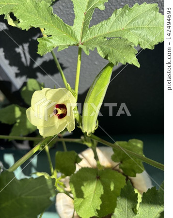 秋葵的花和果實 秋葵的花和果實 142494693