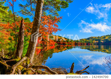 在一個晴朗的秋日早晨,白駒池步道兩旁的樹木和秋葉構成了前景,而對岸水中秋葉的倒影則營造出一個鏡面般的世界。 在一個晴朗的秋日早晨,白駒池步道兩旁的樹木和秋葉構成了前景,而對岸水中秋葉的倒影則營造出一個鏡面般的世界。 142494700