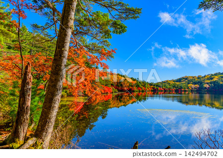 On a clear autumn morning, the trees and autumn leaves along the walking path of Shirakoma Pond are in the foreground, while the autumn leaves on the opposite shore are reflected in the water, creating a mirror-like world. On a clear autumn morning, the trees and autumn leaves along the walking path of Shirakoma Pond are in the foreground, while the autumn leaves on the opposite shore are reflected in the water, creating a mirror-like world. 142494702