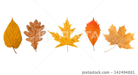 Five distinct leaves display vibrant fall colors and unique shapes, PNG Five distinct leaves display vibrant fall colors and unique shapes, PNG 142494881