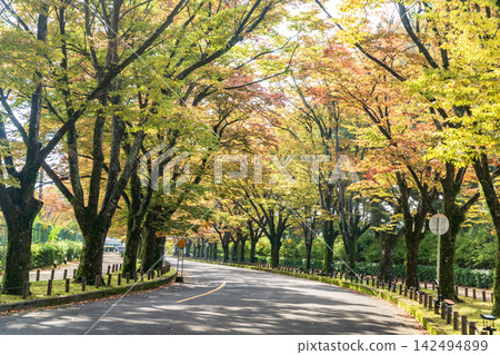 秋葉街道樹Zelkova 秋葉街道樹Zelkova 142494899
