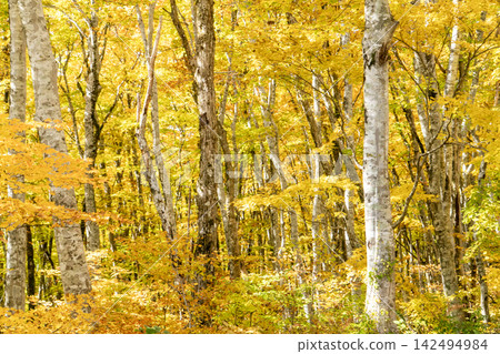Autumn foliage of beech trees along the Oyama Ring Road Autumn foliage of beech trees along the Oyama Ring Road 142494984