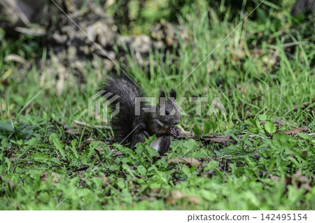 Ezo squirrels as autumn approaches Ezo squirrels as autumn approaches 142495154
