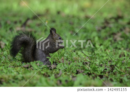 Ezo squirrels as autumn approaches Ezo squirrels as autumn approaches 142495155