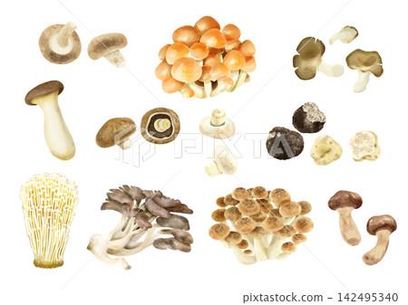 Watercolor painting set of various edible mushrooms 142495340