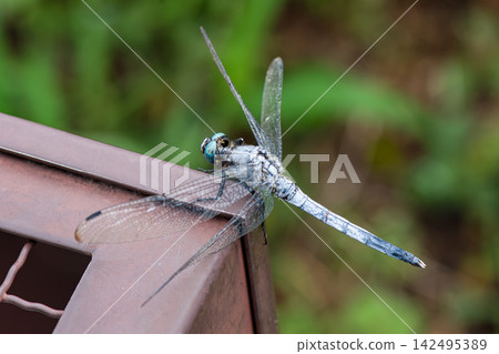 A common skimmer dragonfly I found in the park A common skimmer dragonfly I found in the park 142495389