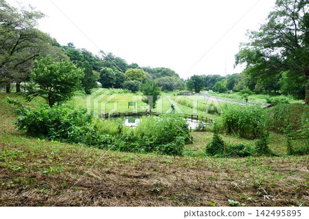 都立公園武藏野公園的池塘(東京都小金井市) 都立公園武藏野公園的池塘(東京都小金井市) 142495895
