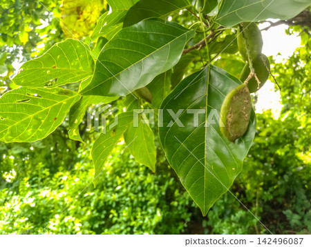 the seed pods of the Pongamia pinnata tree 142496087