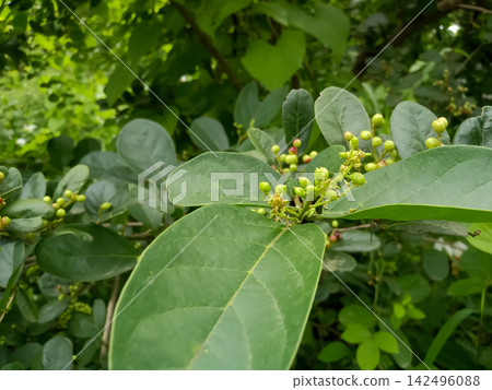 Unripe Antidesma Ghaesembilla Wild Jungle Fruits in the Rainy Season Unripe Antidesma Ghaesembilla Wild Jungle Fruits in the Rainy Season 142496088
