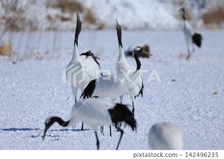 Red-crowned cranes at Tsurumidai, Akan Red-crowned cranes at Tsurumidai, Akan 142496235