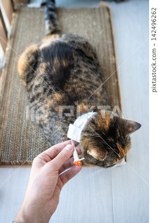 Closeup of cat owner holding and showing esophagostomy tube after vet discharge. Home treatment Closeup of cat owner holding and showing esophagostomy tube after vet discharge. Home treatment 142496262