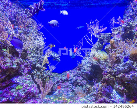 Saltwater Aquarium With Rock, Coral Reef And Ornamental Fish. Saltwater Aquarium With Rock, Coral Reef And Ornamental Fish. 142496264