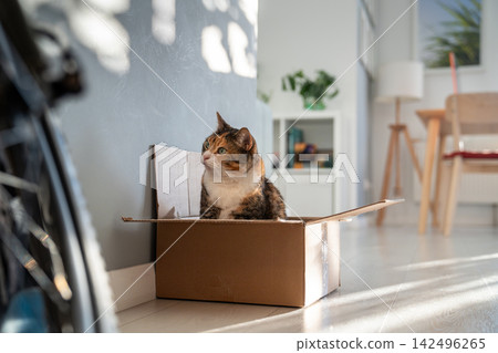 Curious calico cat sits in cardboard box watching bright sun reflection move across wall at home Curious calico cat sits in cardboard box watching bright sun reflection move across wall at home 142496265