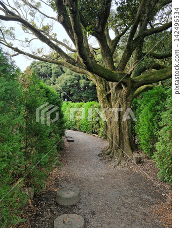 It is a path with a wall made of tree landscaping. It is a path with a wall made of tree landscaping. 142496534