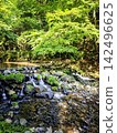 A moss-covered swamp that shines in the fresh greenery 142496625