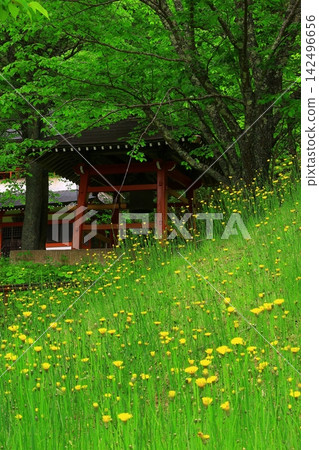 明亮的橙色黃花菜 明亮的橙色黃花菜 142496656