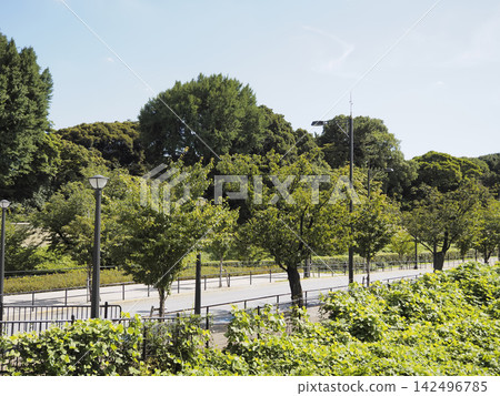 東京的街道兩旁綠樹成蔭,鬱鬱蔥蔥,在城市中心營造出一片綠洲般的氛圍。 東京的街道兩旁綠樹成蔭,鬱鬱蔥蔥,在城市中心營造出一片綠洲般的氛圍。 142496785
