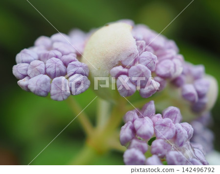繡球花花蕾(20260821071156) 繡球花花蕾(20260821071156) 142496792