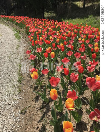 開花在春天花壇的鬱金香花 142496804