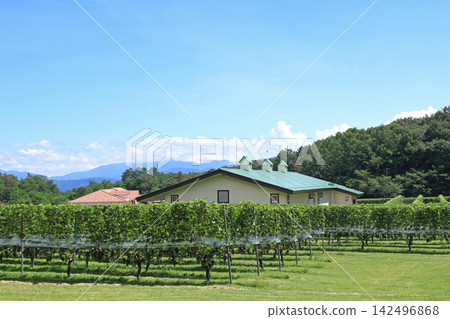 阿祖米諾的初秋:酒莊與葡萄園 阿祖米諾的初秋:酒莊與葡萄園 142496868