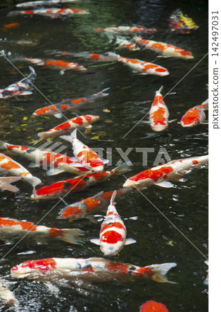 Carp of a pond Carp of a pond 142497031