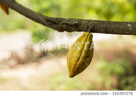 Cacao Tree (Theobroma cacao). Organic cocoa fruit pods in nature. Cacao Tree (Theobroma cacao). Organic cocoa fruit pods in nature. 142497278