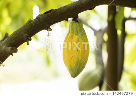 Cacao Tree (Theobroma cacao). Organic cocoa fruit pods in nature. Cacao Tree (Theobroma cacao). Organic cocoa fruit pods in nature. 142497279