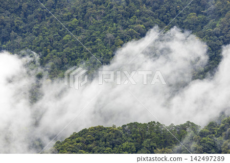 Landscape of Morning Mist with Mountain Layer. mountain ridge and clouds in rural jungle bush forest 142497289