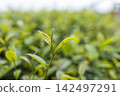 Green tea leaf in the morning, tea plantation 142497291