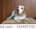 small cute beagle puppy dog looking up 142497292
