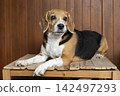 small cute beagle puppy dog looking up 142497293