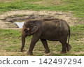 Asian Elephant in a nature at deep forest in Thailand 142497294