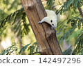 white squirrel sits on a branch in a forest with leaves in the background (Callosciurus finlaysoni finlaysoni) 142497296