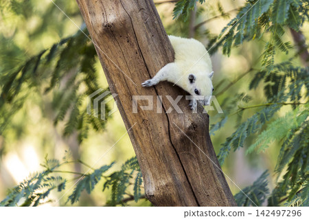 white squirrel sits on a branch in a forest with leaves in the background (Callosciurus finlaysoni finlaysoni) white squirrel sits on a branch in a forest with leaves in the background (Callosciurus finlaysoni finlaysoni) 142497296
