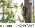 white squirrel sits on a branch in a forest with leaves in the background (Callosciurus finlaysoni finlaysoni) 142497297