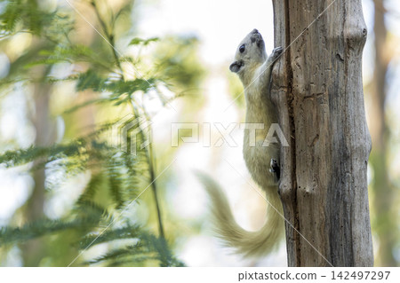 white squirrel sits on a branch in a forest with leaves in the background (Callosciurus finlaysoni finlaysoni) white squirrel sits on a branch in a forest with leaves in the background (Callosciurus finlaysoni finlaysoni) 142497297
