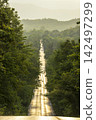Aerial view of road in beautiful green forest at sunset in spring. Colorful landscape 142497299