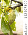 Cacao Tree (Theobroma cacao). Organic cocoa fruit pods in nature. 142497300