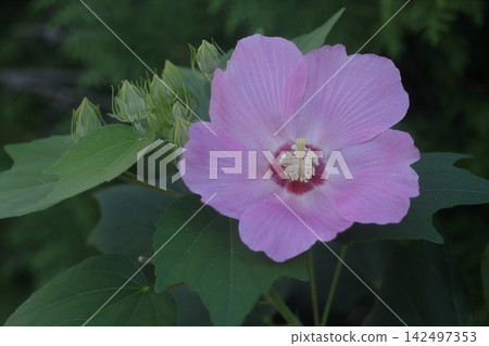 Flower of pink fais Flower of pink fais 142497353