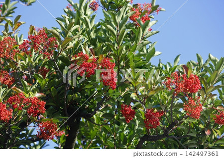 Bright red coralberry berries stand out against the blue sky. Bright red coralberry berries stand out against the blue sky. 142497361