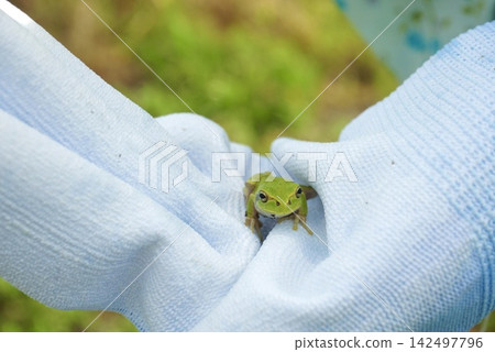 Japanese tree frog peeking out from white gloves Japanese tree frog peeking out from white gloves 142497796