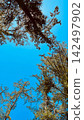 A coniferous forest with sunlight filtering through the trees, looking up at a clear blue sky (vertical composition natural landscape). 142497902