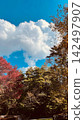 Autumn foliage trees stand out against a blue sky and rising white clouds (vertical composition) 142497907