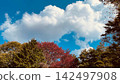 Colorful trees and autumn leaves against a backdrop of blue sky and white clouds (Autumn background material) 142497908