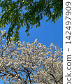White cherry blossoms in full bloom and vibrant new green trees stand out against the blue sky. 142497909